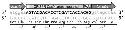 CRISPR-Cas9-Based Toolkit for Clostridium botulinum Group II Spore and Sporulation Research